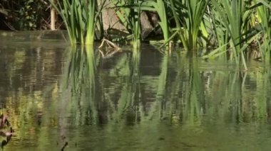 Nehirdeki su bitkileri güneşli bir günde