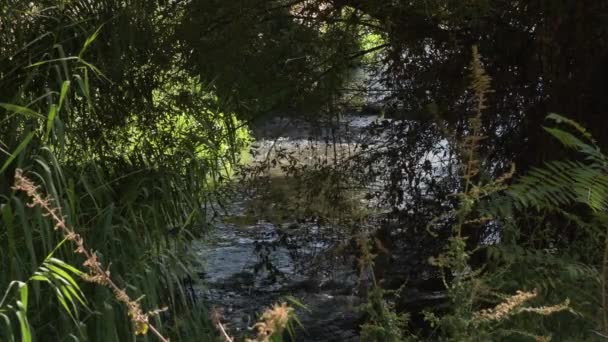 植被之间的小河 — 图库视频影像