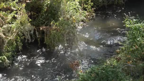 Mała Rzeka Przepływająca Między Roślinnością — Wideo stockowe