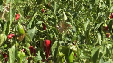 Meyve bahçesindeki kırmızı biberler güneşli bir günde