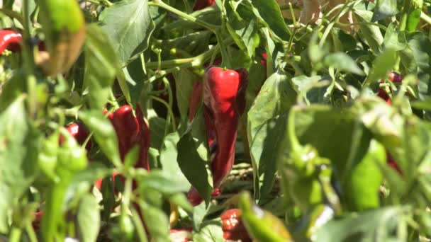 Merah Lada Antara Daun Kebun Hari Yang Cerah — Stok Video