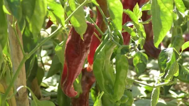 Poivrons Rouges Entre Les Feuilles Dans Verger Une Journée Ensoleillée — Video