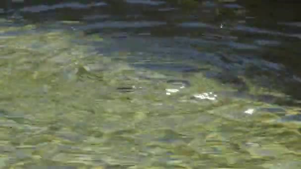 Wassertropfen Fallen Eine Grüne Pfütze Wasser Einem Brunnen — Stockvideo