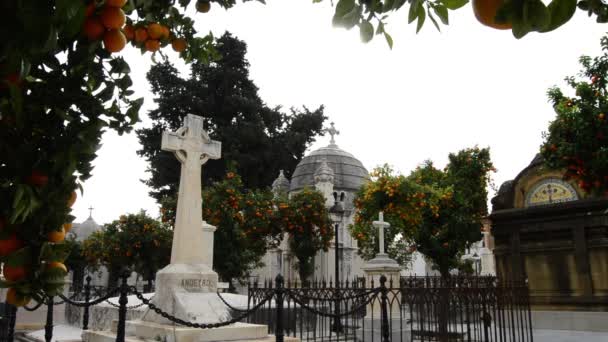 Cruces Piedra Sobre Tumbas Cementerio Entre Naranjas — Vídeos de Stock