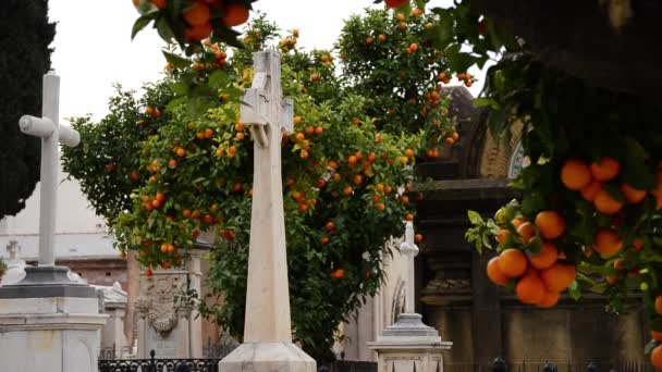 Croix Sur Des Tombes Dans Cimetière Entre Orangers — Video