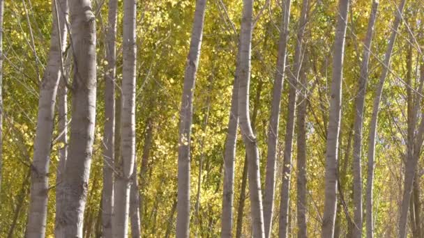 Drzewa Jesiennymi Liśćmi Jesienią Słonecznego Dnia — Wideo stockowe