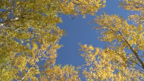 Hojas Otoñales Árboles Con Cielo Azul Día Soleado Otoño — Vídeos de Stock