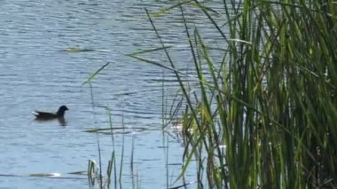 Bataklıkta sazlıklarda yüzen ördekler