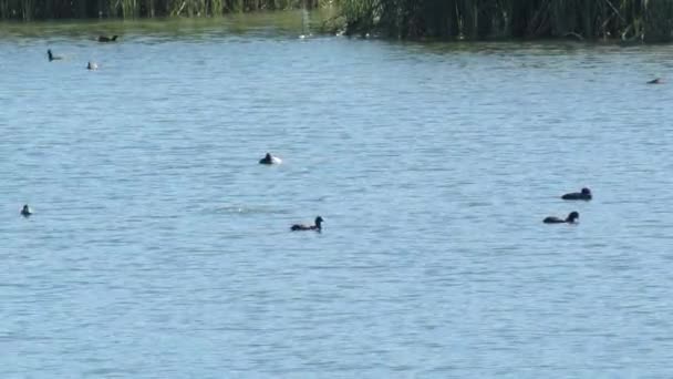 Patos Selvagens Nadando Pântano Azul Dia Ensolarado — Vídeo de Stock