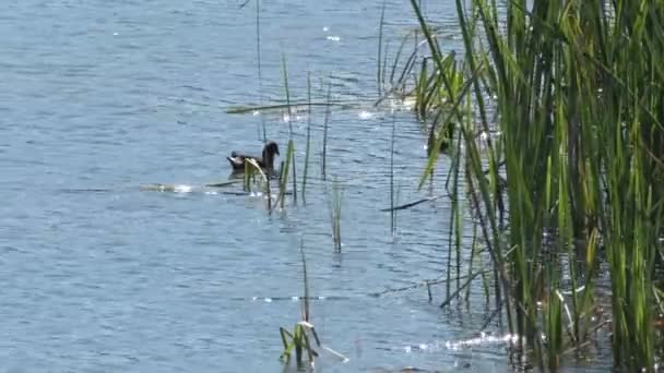 Anatre Selvatiche Che Nuotano Alcune Canne Una Palude — Video Stock