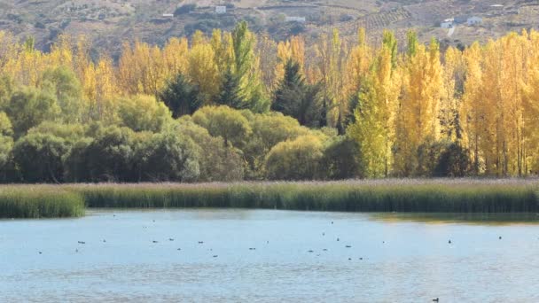 Lago Con Patos Nadando Día Soleado Otoño — Vídeos de Stock