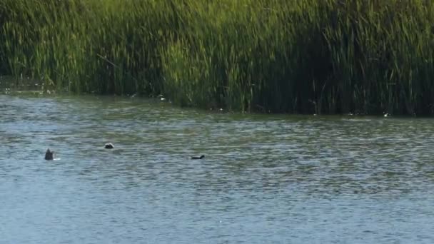 阳光灿烂的一天 在沼泽地里的鸭子 — 图库视频影像