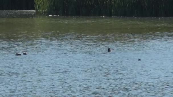 阳光灿烂的一天 鸭子在沼泽地里游泳 — 图库视频影像