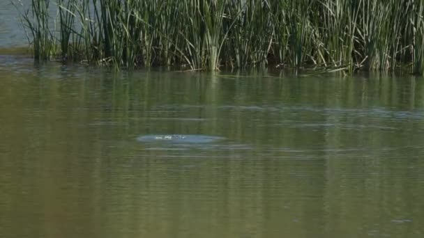 在一个阳光灿烂的日子里 沼泽地里的野鸭 — 图库视频影像