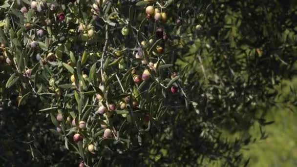 オリーブの木にオリーブを熟す晴れた日 — ストック動画