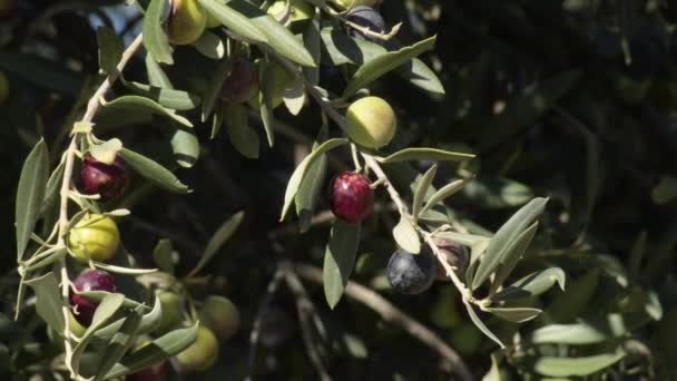 在阳光灿烂的日子里 橄榄树枝头上的天然橄榄 — 图库视频影像