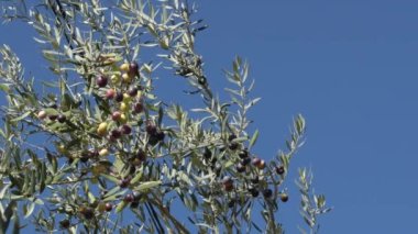 Olgun zeytinlerin asılı olduğu zeytin ağacı.