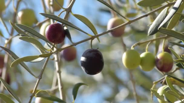 Olgun Zeytin Ağacında Güneşli Bir Günde — Stok video