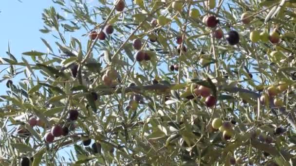 Оливковое Дерево Созревшими Оливками Ветвях — стоковое видео