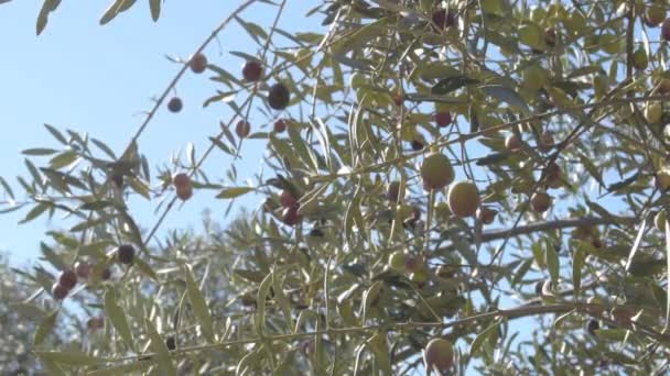 Ветви Оливкового Дерева Спелыми Оливками Висят — стоковое видео