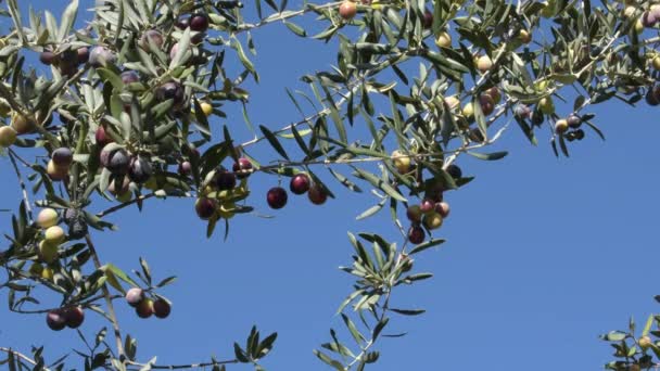 올리브 나무에 열매를 — 비디오