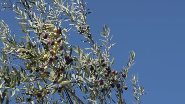 Olivo Con Aceitunas Maduras Colgando — Vídeo de stock