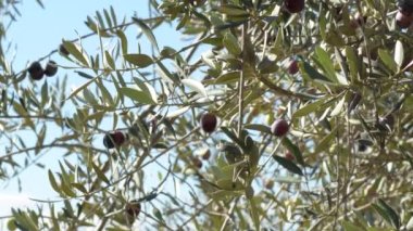 Olgun zeytinler güneşli bir günde zeytin ağacında