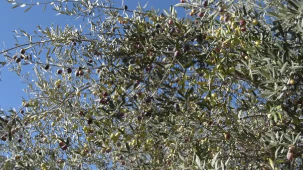 Olivo Con Aceitunas Maduras Colgando Las Ramas — Vídeo de stock