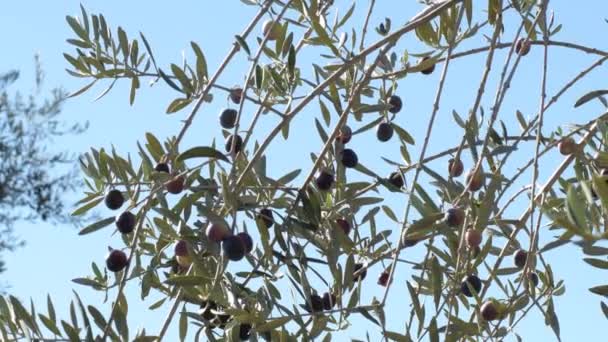 Ripe Olives Tree Sunny Day — Stock Video