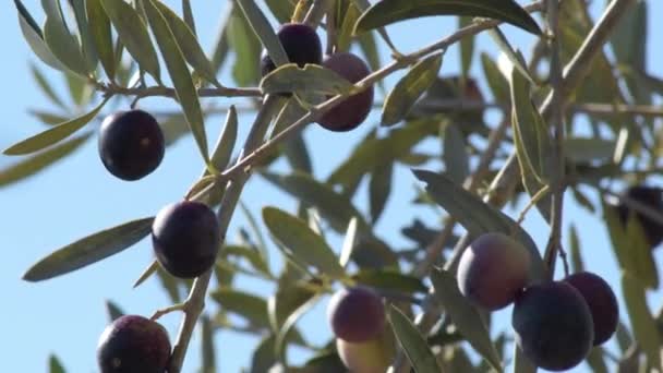 Olive Mature Ulivo — Video Stock
