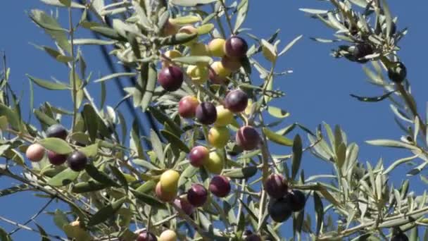 Oliven Auf Einem Zweig Eines Olivenbaums Einem Sonnigen Tag — Stockvideo