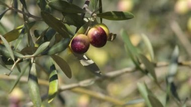 Güneşli bir günde, zeytin dalında olgun zeytinler