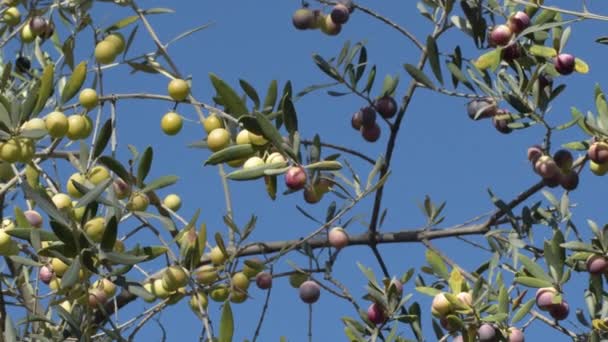 Oliven Auf Einem Zweig Eines Olivenbaums Einem Sonnigen Tag — Stockvideo