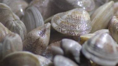 Sıcak tavada istiridye pişiyor.