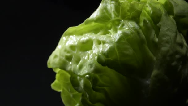 Hojas Verdes Frescas Una Cabeza Lechuga — Vídeos de Stock