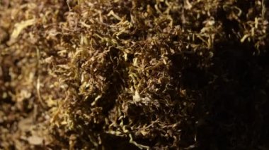 Bir dağ dolusu tütün ipliği sallanıyor