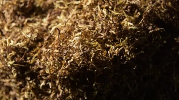 Dry Tobacco Strands Rotation — Stock Video