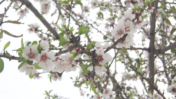 Almond Tree Flowers Almond — Stock Video