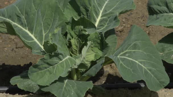 Swiss Chard Plant Plantation Sunny Day — Stock Video