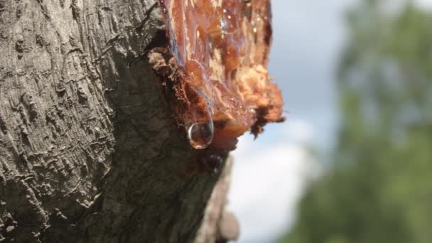 Goutte Sève Dans Branche Tronc Arbre Fraîchement Coupé — Video