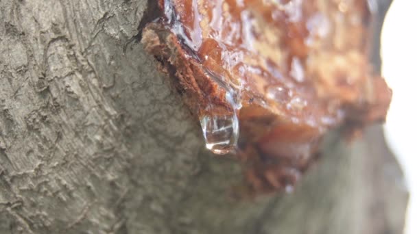 Goutte Sève Sur Branche Tronc Arbre Fraîchement Coupé — Video