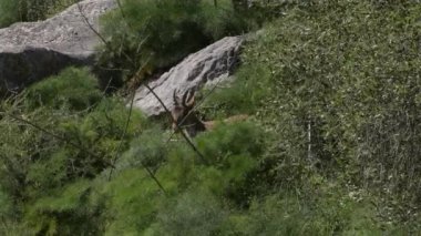İber dağ keçisi doğal bir parkta yemek yiyor. Capra pyrenaica