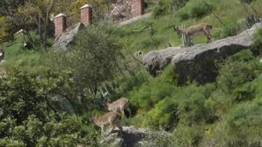 İberya Ibex dağ keçileri. Capra pyrenaica
