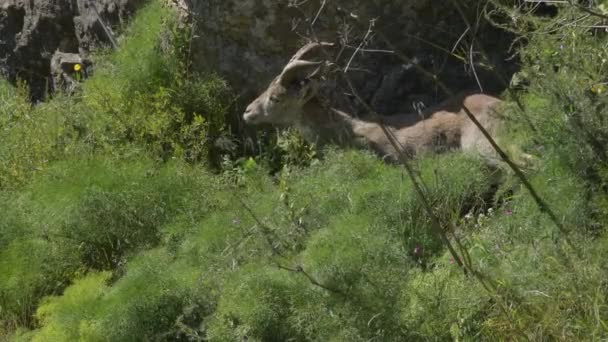 Cabra Ibérica Montaña Ibex Comiendo Parque Natural — Vídeo de stock