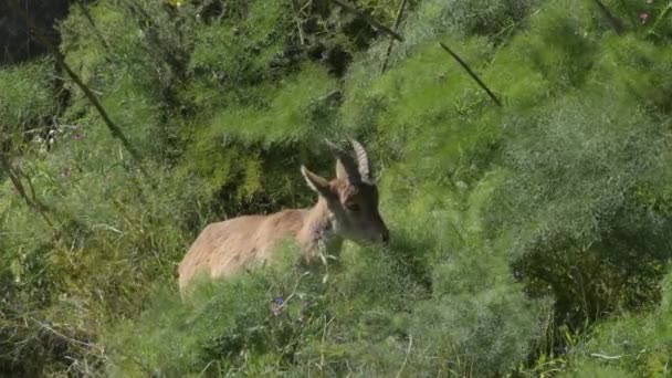 Iberiska Ibex Get Äter Capra Pyrenaica — Stockvideo