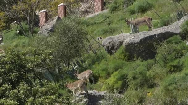Iberian Ibex Mountains Goats Capra Pyrenaica — Stock Video