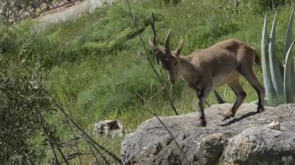 Iberian Ibex Dağ Keçisi Doğal Bir Parkta Capra Pyrenaica — Stok video