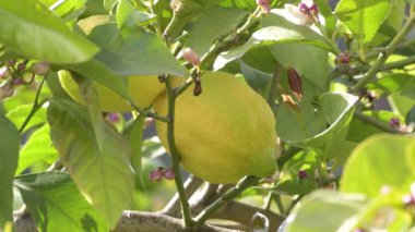 Limon ağacının dalında limon meyvesi