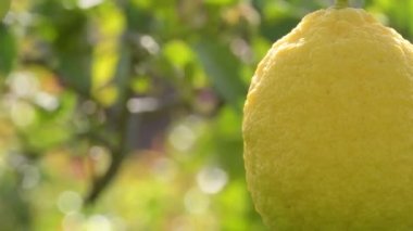 Limon ağacında sallanan limon meyvesi güneşli bir akşam