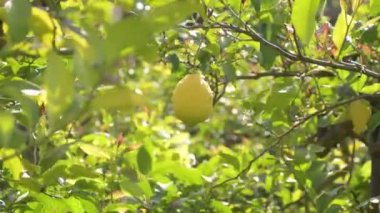Bir dalda asılı doğal limon